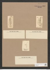 Navicula sp. (de-Toni-Nr.: Genus 1) Zeichnungen Sammlung Grunow Nr. 1368 (NHMW-BOT-W0368322)
